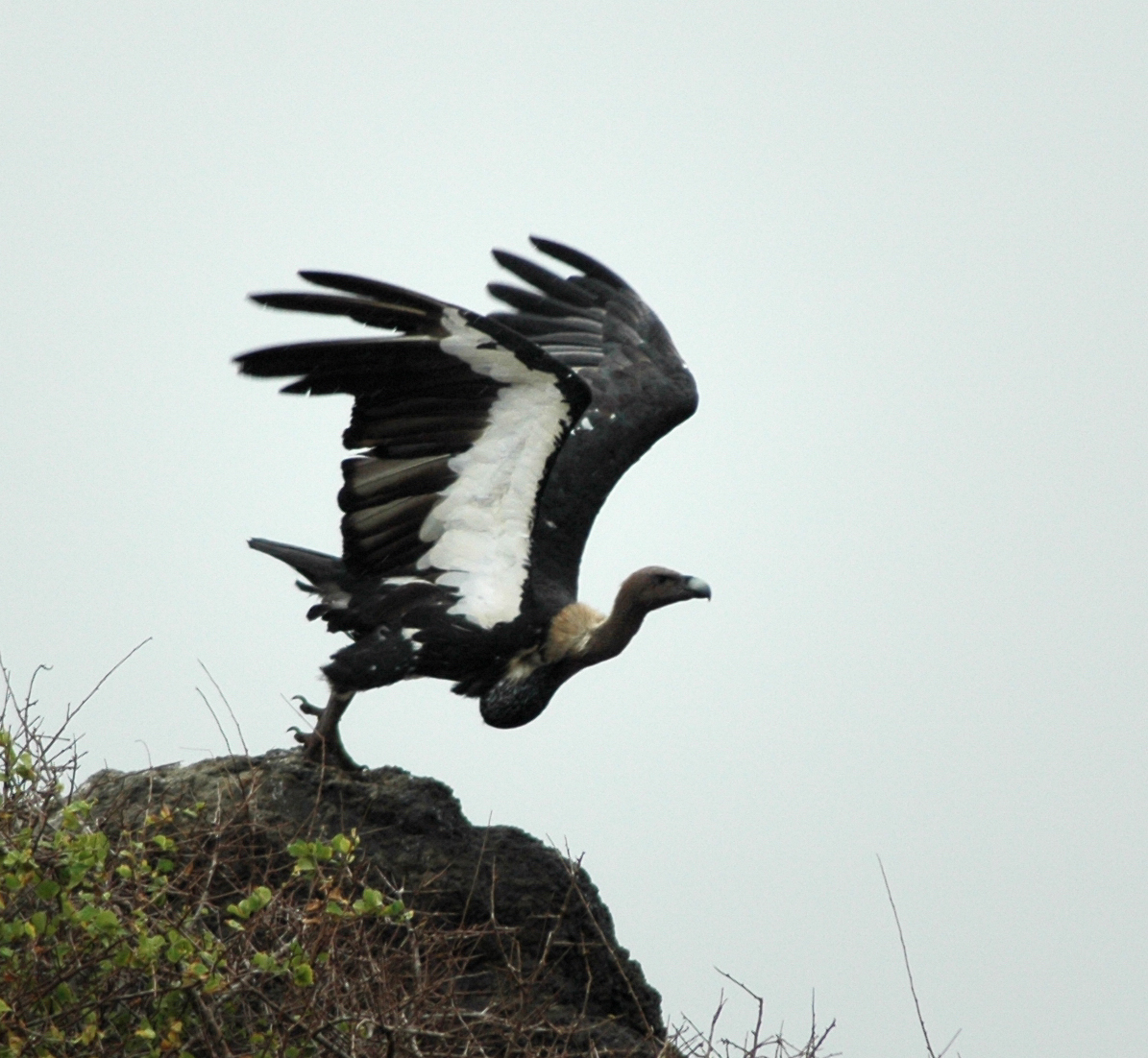 White-rumped Vulture